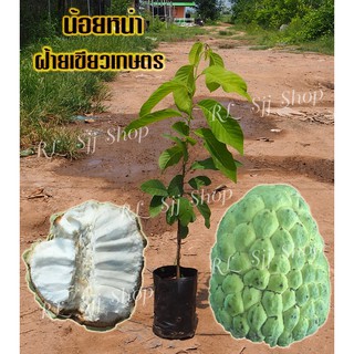 ( 1 ต้น)🌳น้อยหน่าฝ้ายเขียวเกษตร🌳ลูกดก ผลใหญ่ หวานหอม เนื้อฟู ต้นกล้าสูง 40-50 ซม. ต้นเสียบยอด มีสินค้าพร้อมส่ง