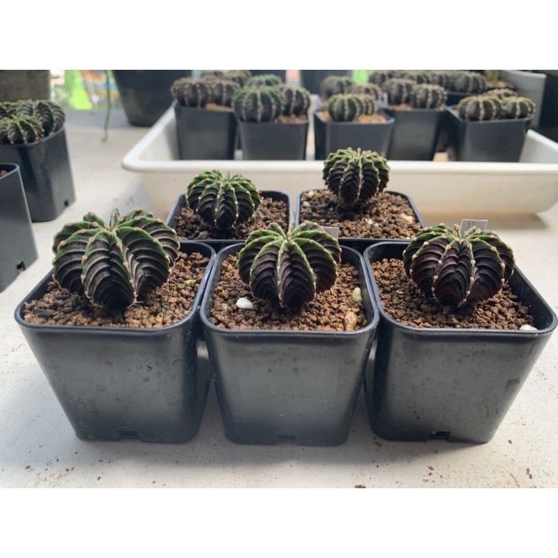 5ต้น LB 2178 แท้ set9-13พู