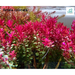 Rotala colorata (โรทาล่าโคโรลาต้า)ใบน้ำ 10 กิ่ง 100 ไม้ข้อสำหรับปลูกหลังตู้ สีแดงเข้ม