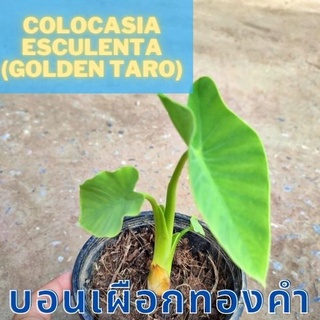 1 ต้นบอนเผือกทองคำ Colocasia Golden taro ต้นบอนโกลเด้นทาโร่ น่าสะสม  จัดส่งพร้อมกระถาง