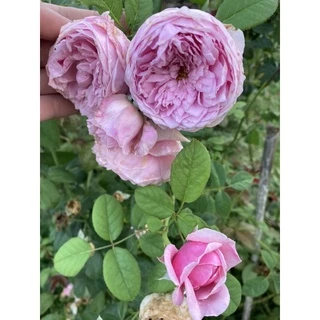 กุหลาบเลื้อยสปิริตออฟฟรีดอม ถุงละ 150 บาท ส่งยกต้นพร้อมดอกจ้า🌹🌱🎉