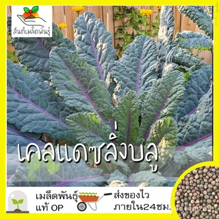 เมล็ดอวบอ้วน100%เมล็ดพันธุ์ เคลแดซลิ่งบลู 200 เมล็ด Dazzling Blue Kale Seed เมล็ดพันธุ์แท้ นำเข้าจากต่างประเทศ โตไว ปลูก