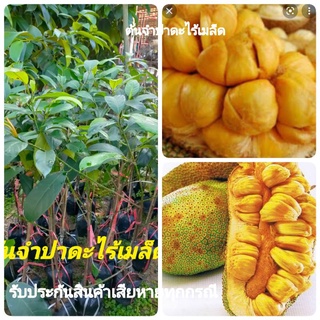 ต้นจำปาดะไร้เมล็ด(กิ่งทาบ)พันธุ์สีส้มทองรสหอมหวาน เนื้อหนา เปลือกบางปอกง่าย ต้นสูง70-80cm.(1ต้น)ต้นแข็งแรงพร้อมปลูก