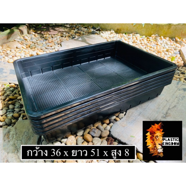 256 ถูกที่สุด!! [เซต5ใบ] ถาดเพาะต้นอ่อน ถาดเพาะแคคตัสกระบองเพชร ถาดไดโซะ ถาดอเนกประสงค์ คุณภาพดีช่องไม่ตัน