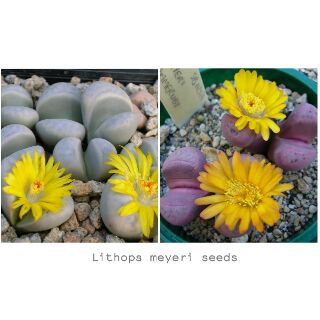 Lithops meyeri seeds👉30 เมล็ด100
บาท