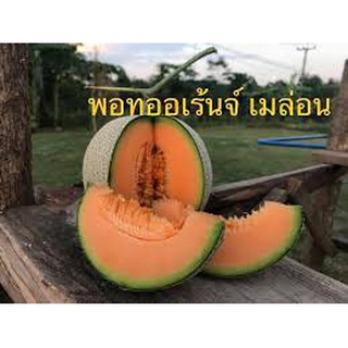 เมล็ดเมล่อน พอทออเร้นจ์