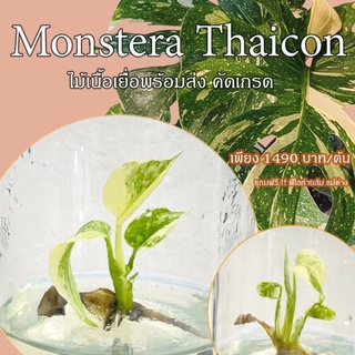 📣มอนสเตอร่าด่าง ไทคอน(Monstera Thaicon)เกรดA คัดลายส่งออก)❗️