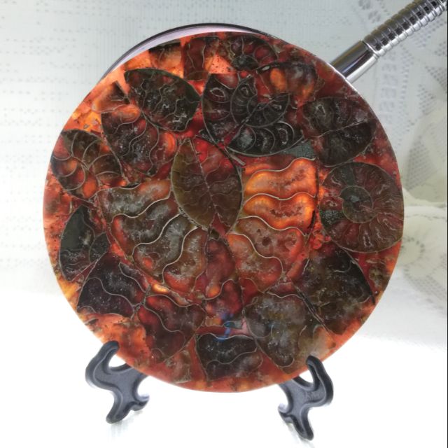 Ammonite Fossil Decorative Diptanchedule