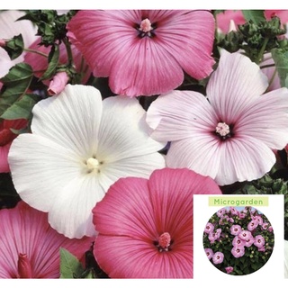 Rose Mallow Mixed Variety Dwarf Flower Seeds玫瑰/男装/生菜/内裤/裙子/头饰/向日葵/苹果/香菜/帽子/ WAIY