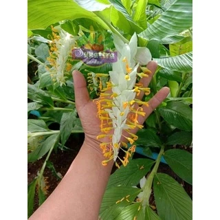 หัวพันธุ์ดอกเข้าพรรษา 6 - 8 เหง้า สีขาวฟูๆ