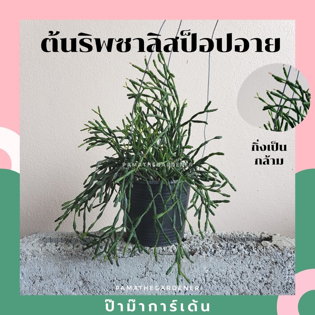 ริพซาลิส ป๊อปอาย กระถาง 4 นิ้ว