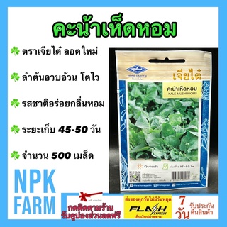 ผักซอง เจียไต๋ คะน้าเห็ดหอม จำนวน 500 เมล็ด/ซอง เมล็ดพันธุ์ ลอตใหม่ งอกดี ปลูกง่าย ลำต้นอวบอ้วน รสชาติอร่อย หวาน กรอบ