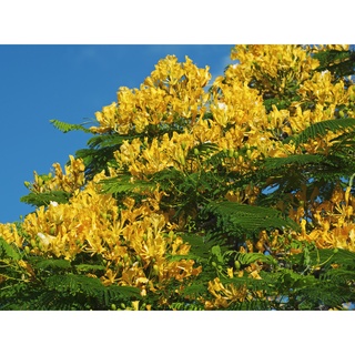 30 เมล็ด หางนกยูงฝรั่ง สีเหลือง Flame Flamboyant, Royal Poinciana