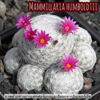 ⚾️🌵 แมมลูกกอล์ฟ Mammillaria humboldtii สีดอกชมพู ต้นหนามสีขาวดอกชมพูเข้มแตกหน่อเก่งตอนนี้ที่ทางร้านมีเริ่มแตกหน่อฟอร์มกอ