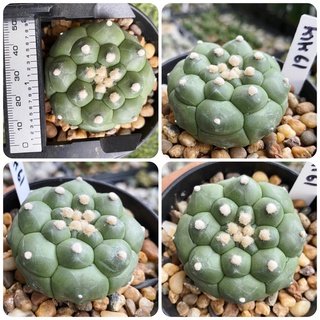 แอสโตรไฟตัม กิ๊กโกะ ลิซซาร์ดสกิน astrophytum asterias kikko lizardskin กระดองเต่า กระบองเพชร แคคตัส Cactus