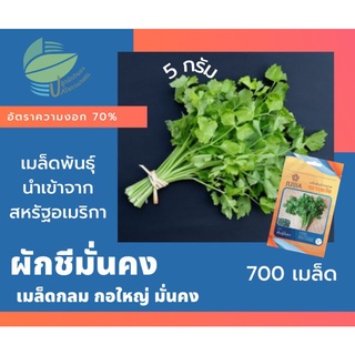 ผักชีมั่นคง (Coriander)