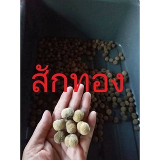 100 เมล็ด สักทอง พันธุ์ไม้ไทย เนื้อดี