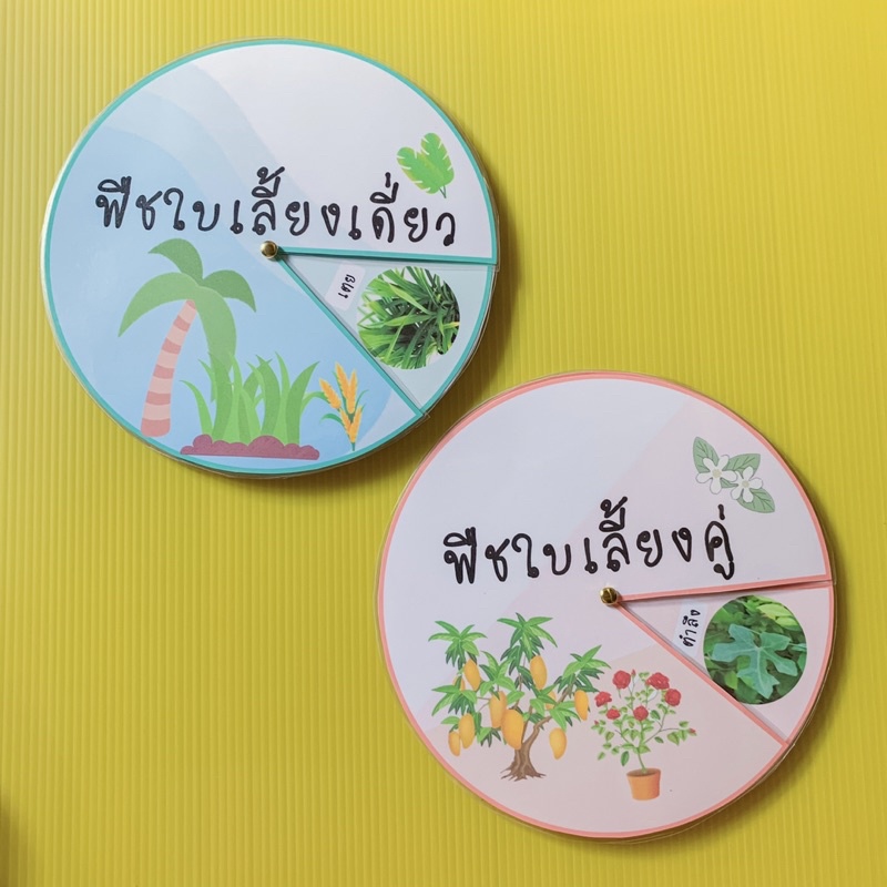 สื่อการสอน "พืชใบเลี้ยงเดี่ยว & ใบเลี้ยงคู่" 1 ชุดได้ 2 อย่าง