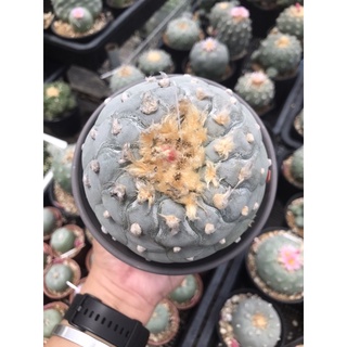 Lophophora Fricii Super White - ไม้นำเข้า