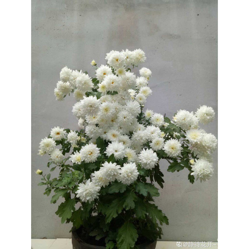 100pcs ground cover chrysanthemum seeds perennial shadetolerant