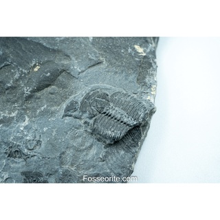 [อายุกว่า 505 ล้านปี!!!] #36 ฟอสซิล ไทรโลไบต์ Elrathia Kingi Trilobite ของแท้ ขนาดเล็ก บน Matrix จาก USA