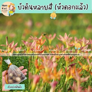 🌹บัวดินหลายสี V.2 by สวนหอมไก๋