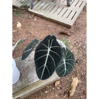 อโลคาเซีย  แบล็ค เวลเวท (Alocasia  black velvet)