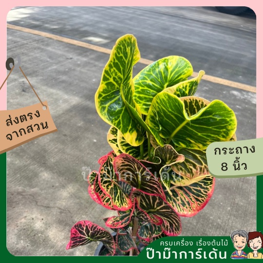 มุมมอง 3