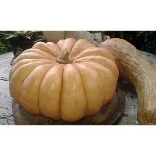 เมล็ด ฟักทองผิวเรียบ หรือ ฟักทองไข่ (BYBRID PUMPKIN) ขนาดผล 5-6 Kg. บรรจุ 10 เมล็ด