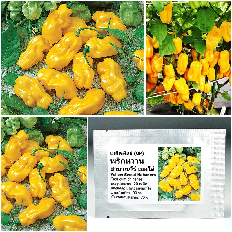 เมล็ดพันธุ์ พริกหวาน ฮาบาเนโร่เยลโล่ Yellow Sweet Habanero Seed 20 เมล็ด คุณภาพดี ราคาถูก ของแท้ 100%