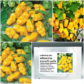 เมล็ดพันธุ์ พริกหวาน ฮาบาเนโร่เยลโล่ Yellow Sweet Habanero Seed 20 เมล็ด คุณภาพดี ราคาถูก ของแท้ 100%