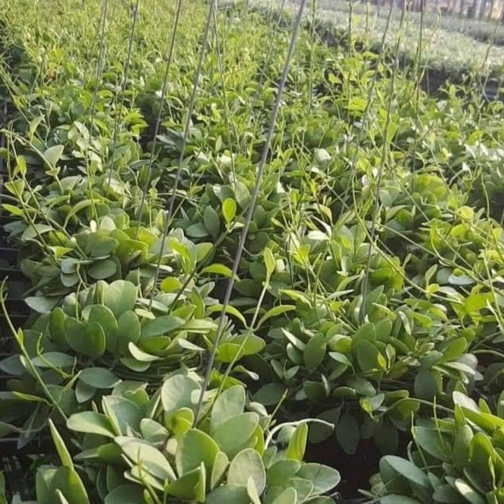 มุมมอง 4