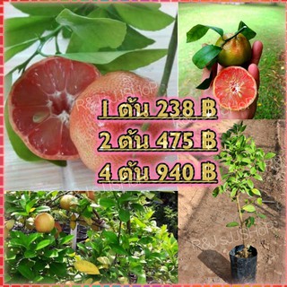 (1ต้น)มะนาวสีชมพู Pink Lime เนื้อในสีชมพูสวยแต่รสเปรี้ยวหอมแปลกตา ผลดก ให้ผลตลอดปี พร้อมส่ง
