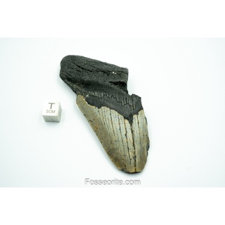 [อายุกว่า 20 ล้านปี!] #M49 ฟอสซิล ฟันฉลามยักษ์ Megalodon Fossil Tooth ขนาด 3.79" หนัก 74.8g จาก USA