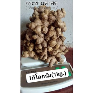 กระชายดำสด (Fresh black galingale)1กิโลกรัม(1kg.)