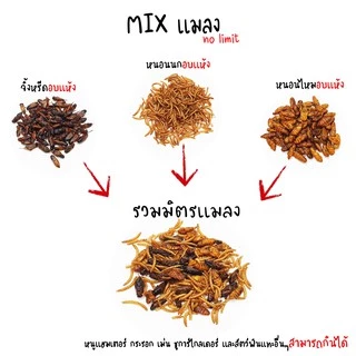 Mix แมลงอบเเห้ง แมลงรวม อาหารเเฮมเตอร์ ชูการ์ เม่นเเคระ กระรอก กิ้งก่า แพรี่ด๊อก เเละสัตว์อื่นๆ (แบ่งขายกะปุกทดลอง)