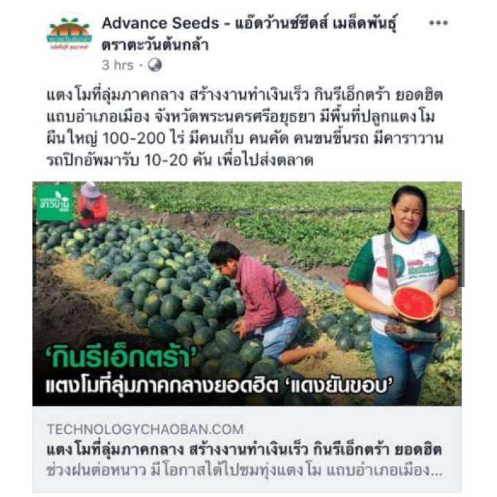 แตงโมกินรี188, 101, C-28, C-29, เอ็กตร้า 40 ก. เมล็ดพันธุ์ตราตะวันต้นกล้า  เแตงโม ลูกใหญ่ ราคา ถูกที่สุด ดีลบีเคเค แกลเลอรีภาพที่ 6