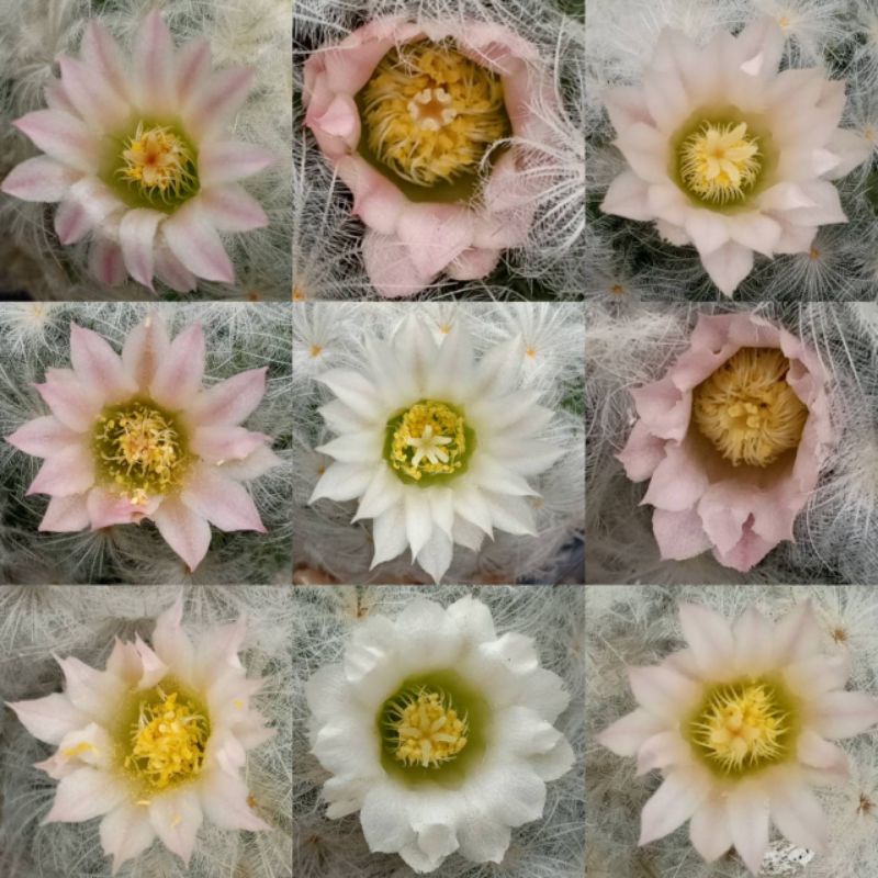 เมล็ดกระบองเพชร 80 เมล็ด แมมขนนกขาว (Mammillaria plumosa) มิกซ์ฟอร์มขน ดอกสีชมพูอ่อน และสีขาว กลิ่นหอม