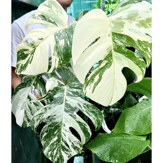 Monstera albo มอนสเตร่าอัลโบ้ด่าง