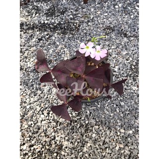 ผีเสื้อราตรี กระถาง 6 นิ้ว / Oxalis triangularis A. St.-Hil. pot 6