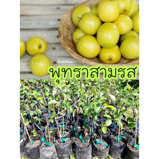 ต้นพุทราสามรส🌱พร้อมส่งขนาดสูง25-30cm.(รับประกันสินค้าชำรุด)