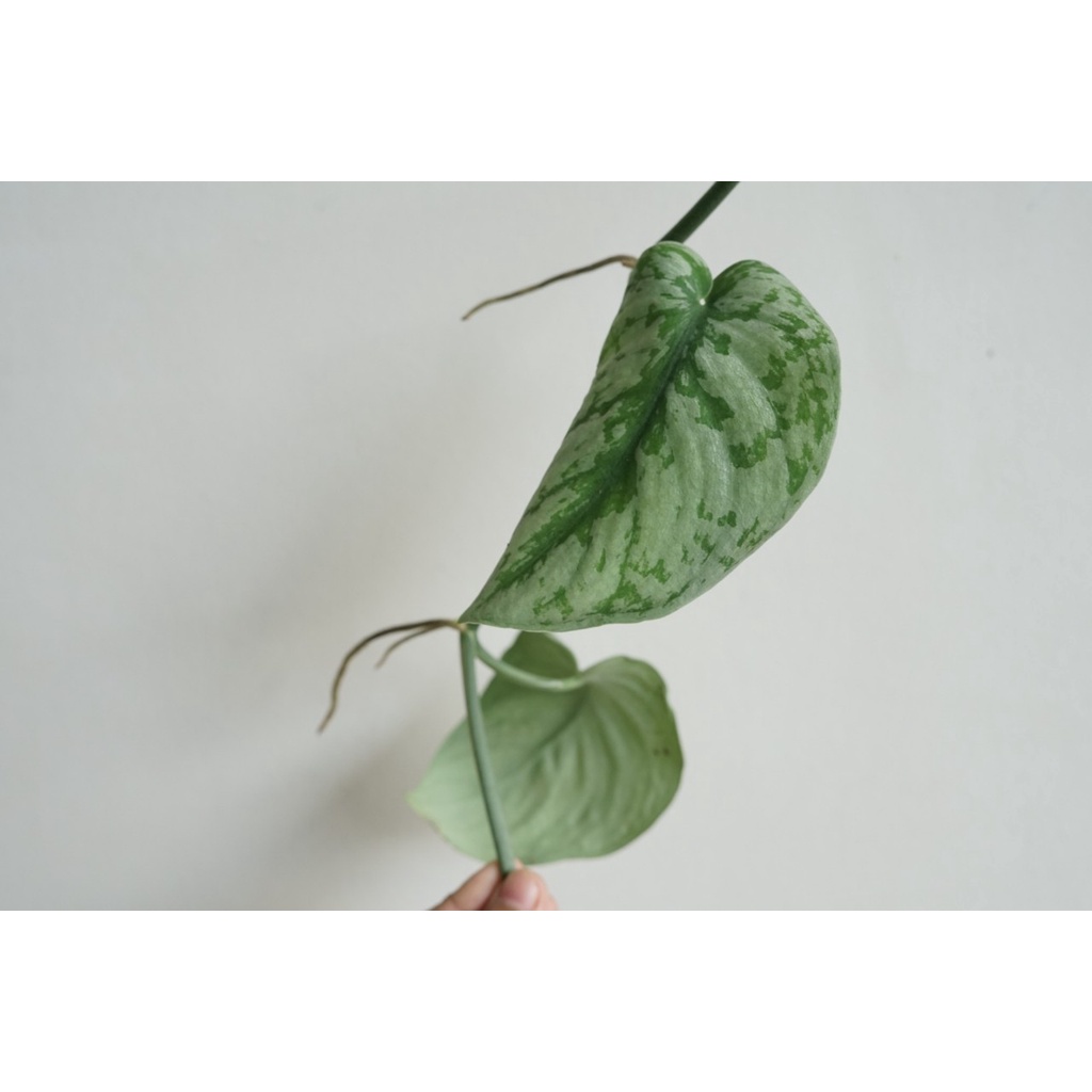 มุมมอง 8