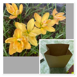 ภ.หัวดอกบัวดิน Yollow Line หัวละ 30 บาท