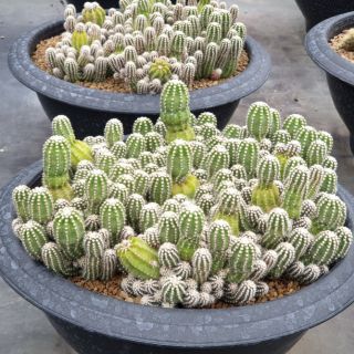 ต้นกระบองเพชร อิชินอปซิส คาเมซีรีอุส Echinopsis chamaecereus #Echinopsis #cactus