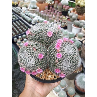 mammillaria microthele แมมนกฮูกดอกชมพู 🌸🌸🌸🌸