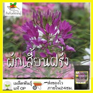 เมล็ดพันธุ์ ผักเสี้ยน ฝรั่ง 200 เมล็ด Cleome spinosa เมล็ดพันธุ์แท้ นำเข้าจากต่างประเทศ ปลูกผัก สวนครัว ถูกดี เพาะง่าย