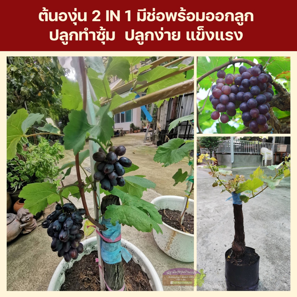 ต้นองุ่น💥 ตอใหญ่ แบบด่วน พร้อมออกลูก🍇เหมาะกับปลูกในเมือง ปลูกทำซุ้ม ร้านกาแฟ บ้านจัดสรร🏘️ คอนโด