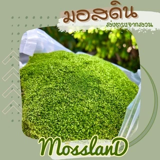 มอสดิน แบบถุง สดใหม่ให้เยอะ รีวิวแน่น มอสจัดสวน มอสบอนไซ มอสสด มอส