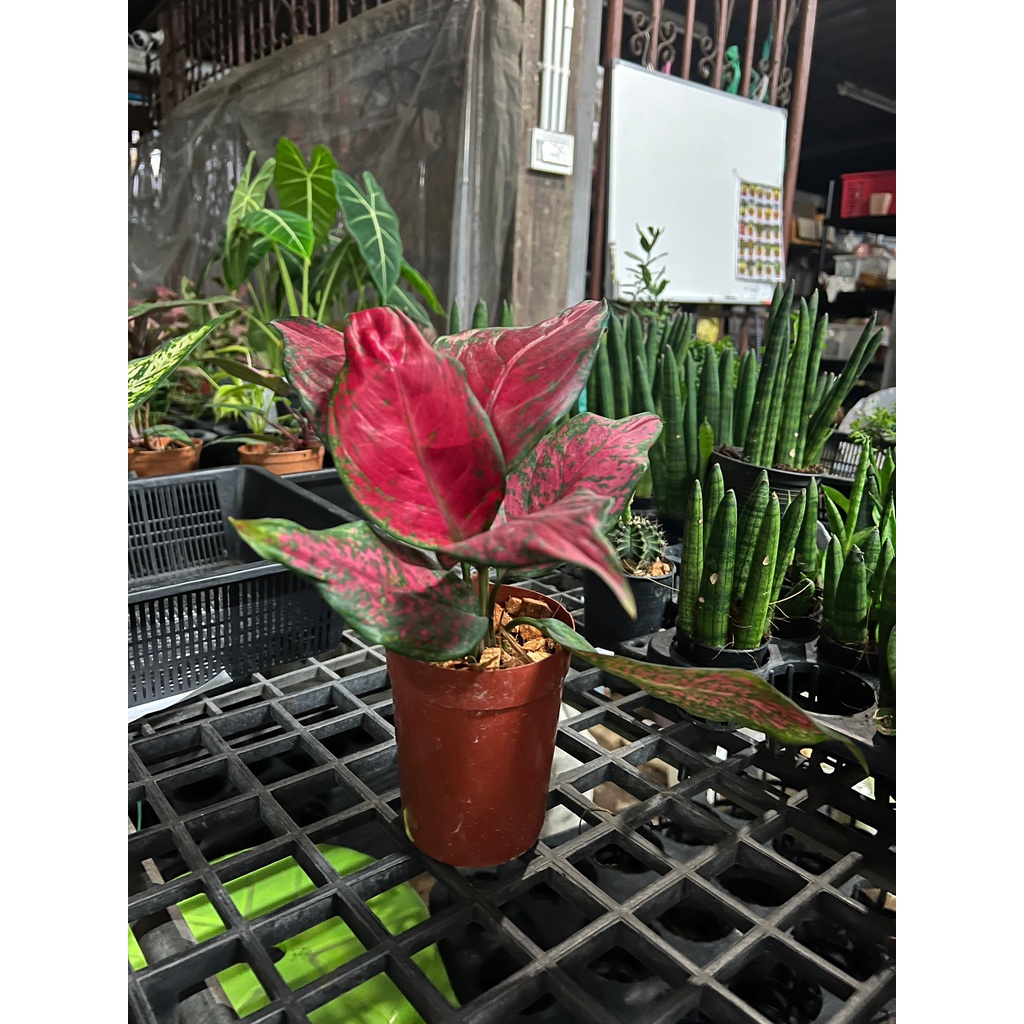 ต้นซุปเปอร์เรด ใบเรียว ต้นมณีแดง กระถาง 5 นิ้ว