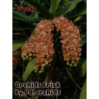 *พร้อมส่ง* ไม้ขวดกล้วยไม้ สกุลช้าง หลากสี (1สี/1ขวด)